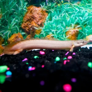 Cuvier Bichir, Captive-Bred 4.75" WYSIWYG