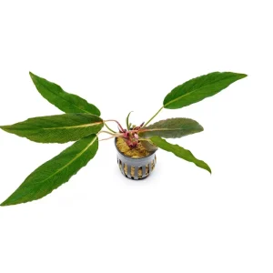 Homalomena Samurai