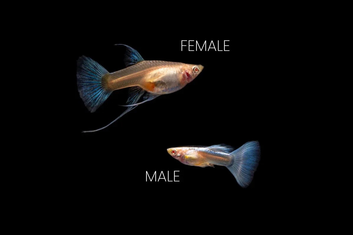 Blue Tuxedo Albino Guppies - Image 2
