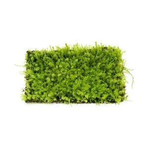Pearl Moss