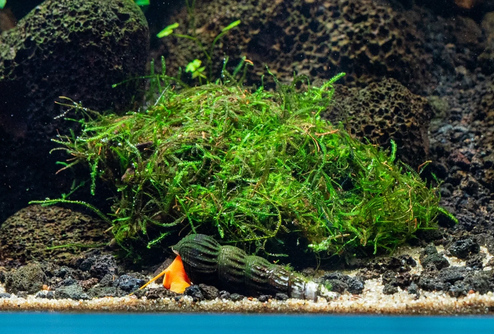 Java Moss on Driftwood - Image 2