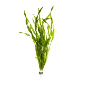 Vallisneria Americana