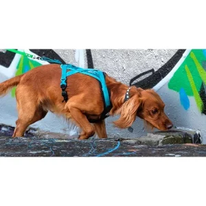 Clean Run Scentsational Strength: Canine Fitness Training to Build Power Behind the Nose