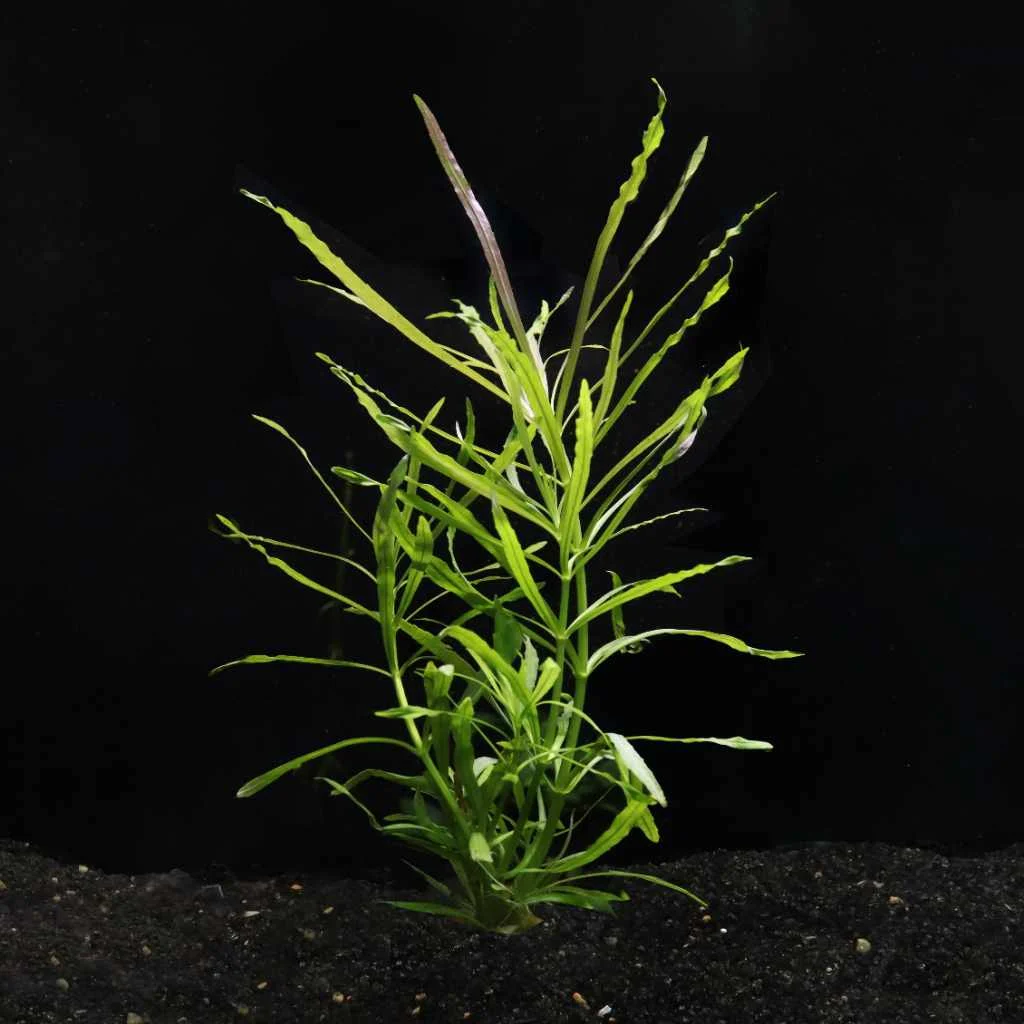 Pogostemon Stellatus 'Octopus' - Image 2