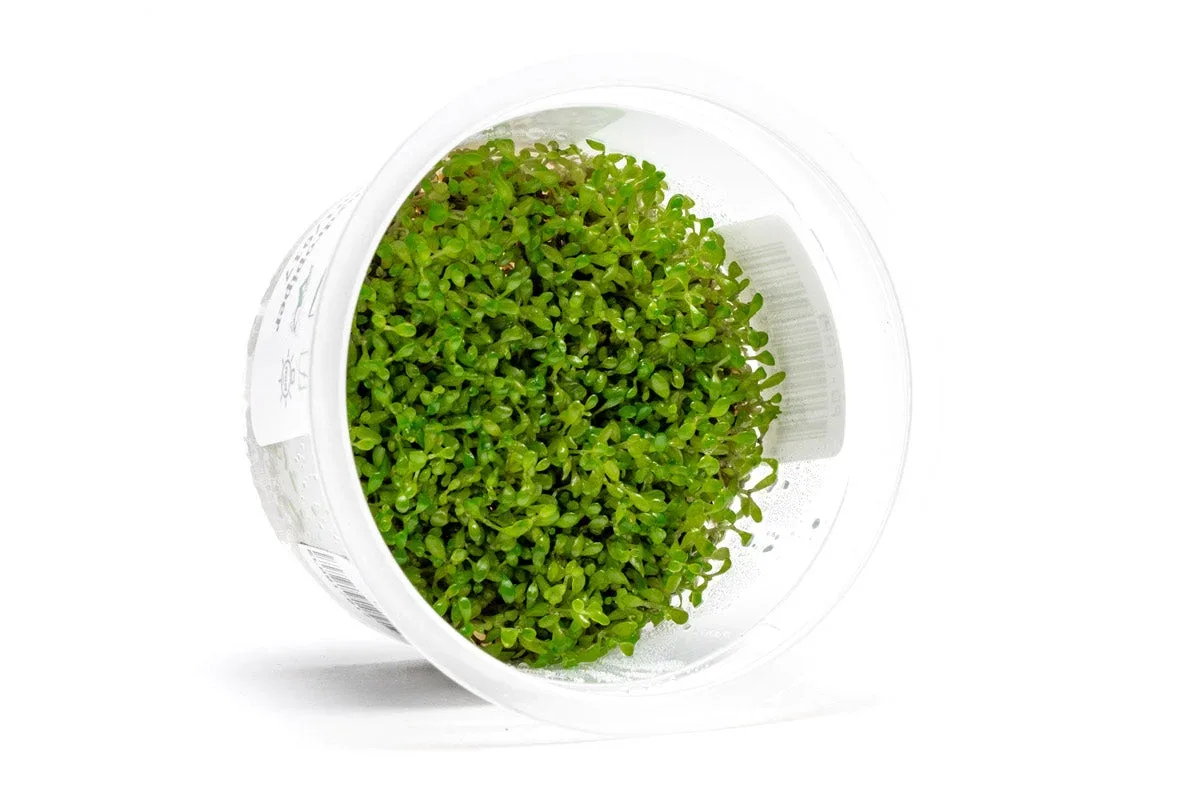 Elatine Hydropiper Tissue Culture - Image 2