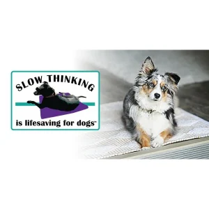 Clean Run Slow Thinking Is Lifesaving for Dogs™: Why It's Important & How to Teach It
