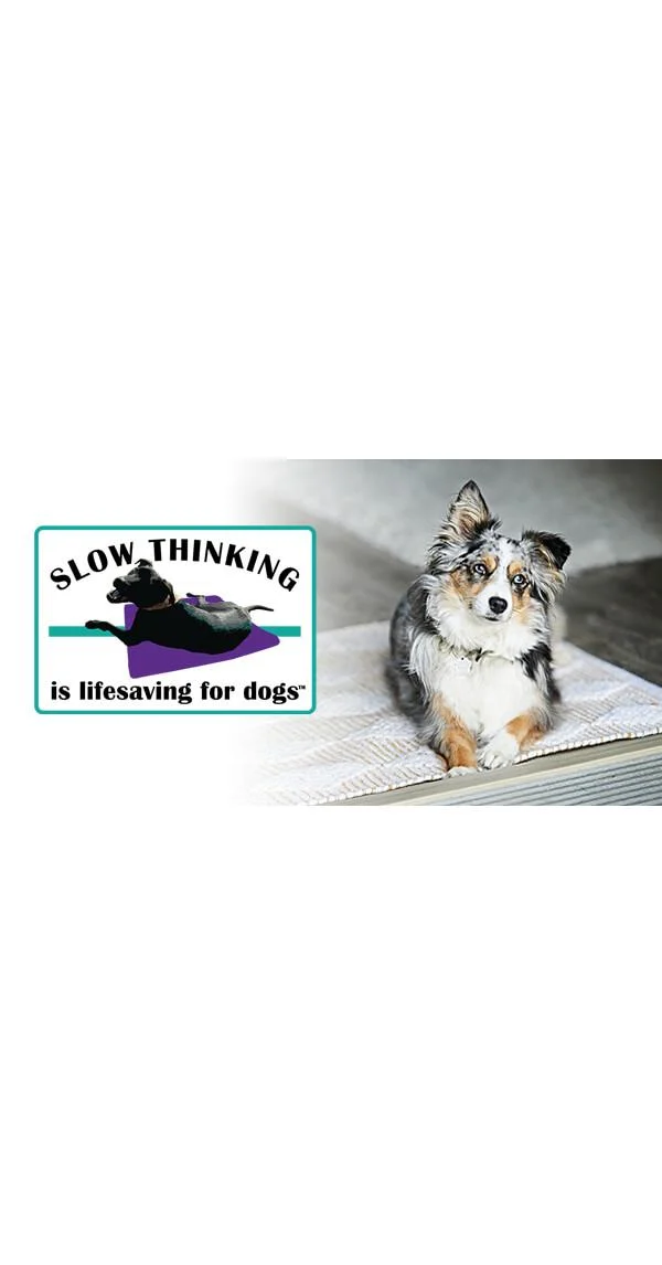 Clean Run Slow Thinking Is Lifesaving for Dogs™: Why It's Important & How to Teach It
