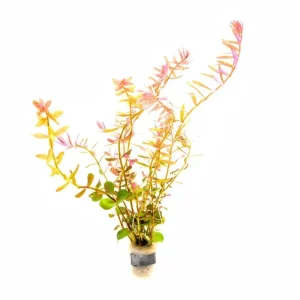 Rotala Coin Leaf