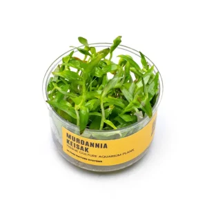 Murdannia Keisak UNS Tissue Culture