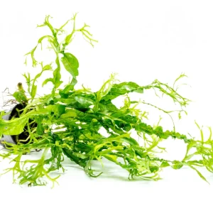 Java Fern Windelov Twisted