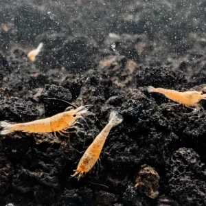 Golden Bee Shrimp