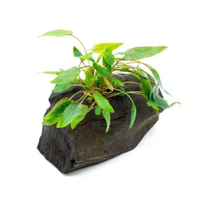 Cryptocoryne on Driftwood