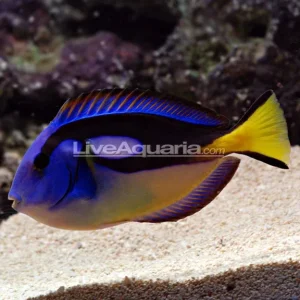 Yellow Belly Regal Blue Tang