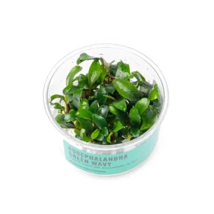 Bucephalandra Green Wavy UNS Tissue Culture