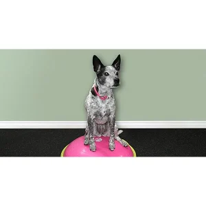 Clean Run Senior Dog Fitness