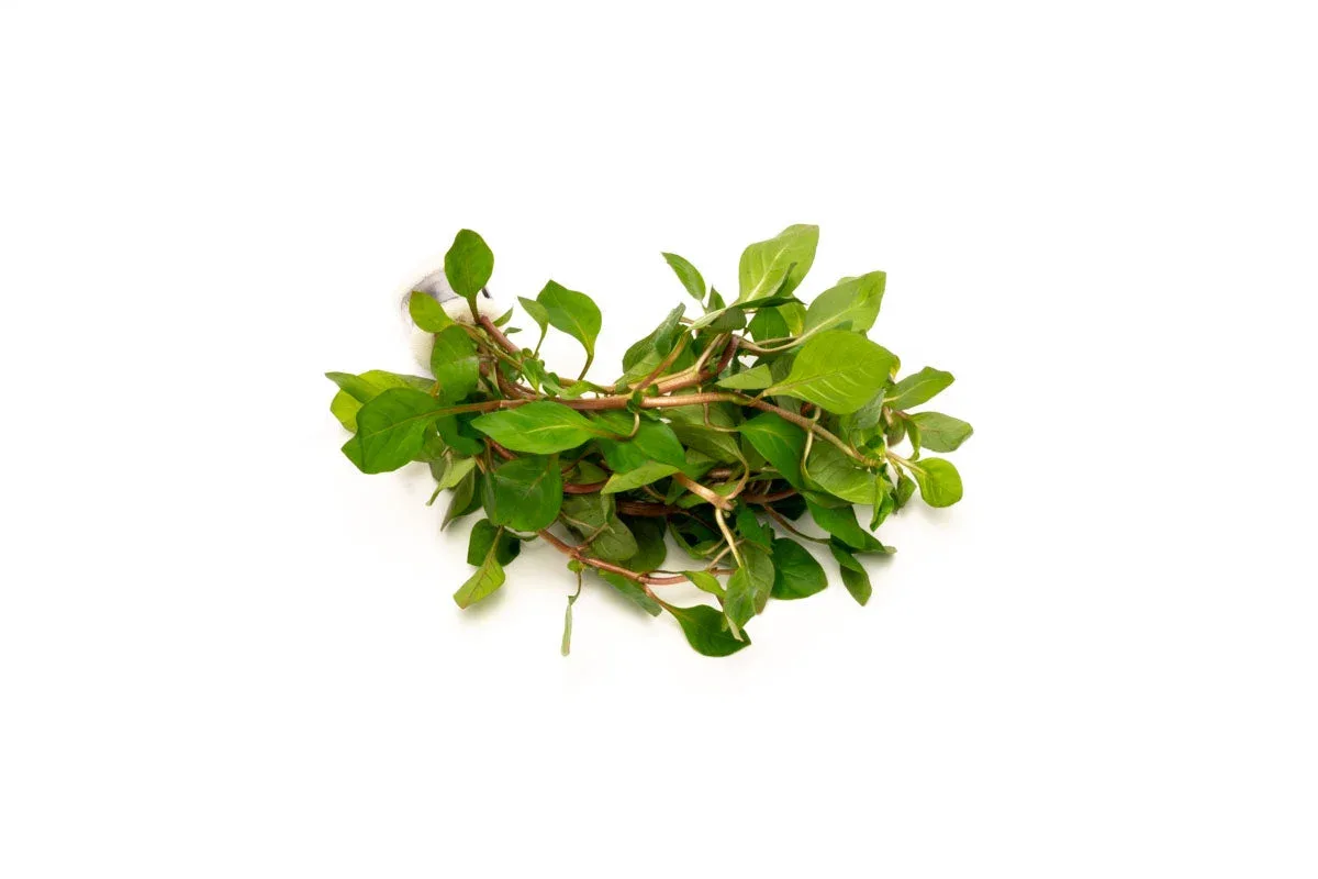 Ludwigia Palustris Red - Image 2