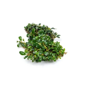 Bucephalandra Mini Dark Needle