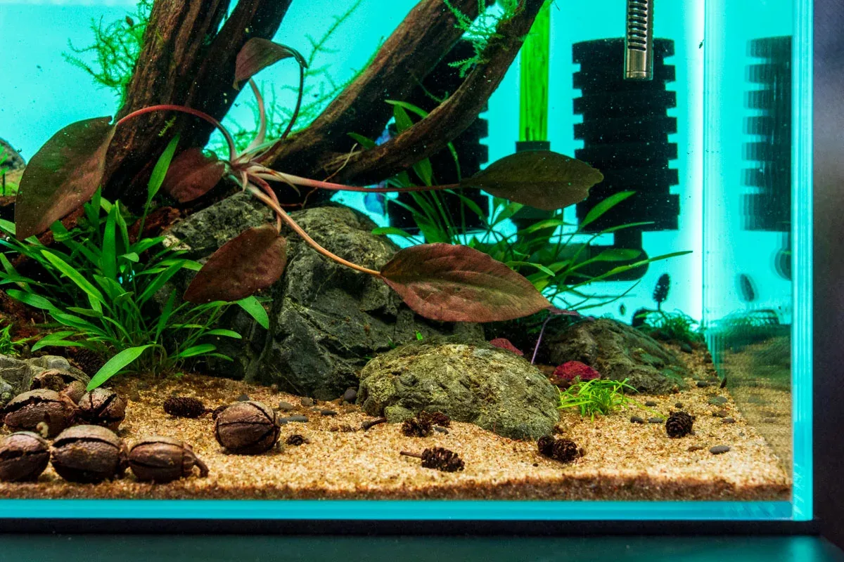 Cryptocoryne Striolata - Image 2
