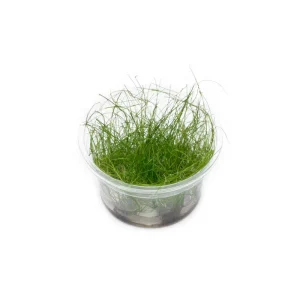 Eleocharis Vivipara Tissue Culture