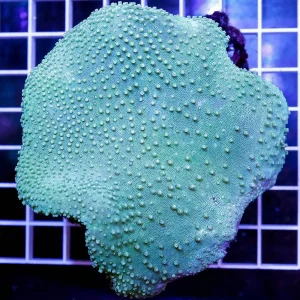 Green Toadstool Mushroom Leather Coral 3.5" WYSIWYG