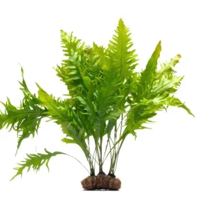 Java Fern Sunrise on Coco Fiber Mat
