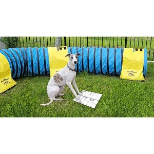Clean Run Backyard Training Matters: A Weekly Training Group