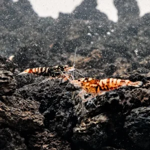 Red Galaxy Pinto Shrimp