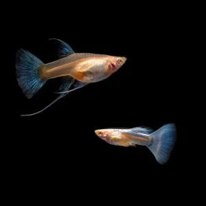 Blue Tuxedo Albino Guppies