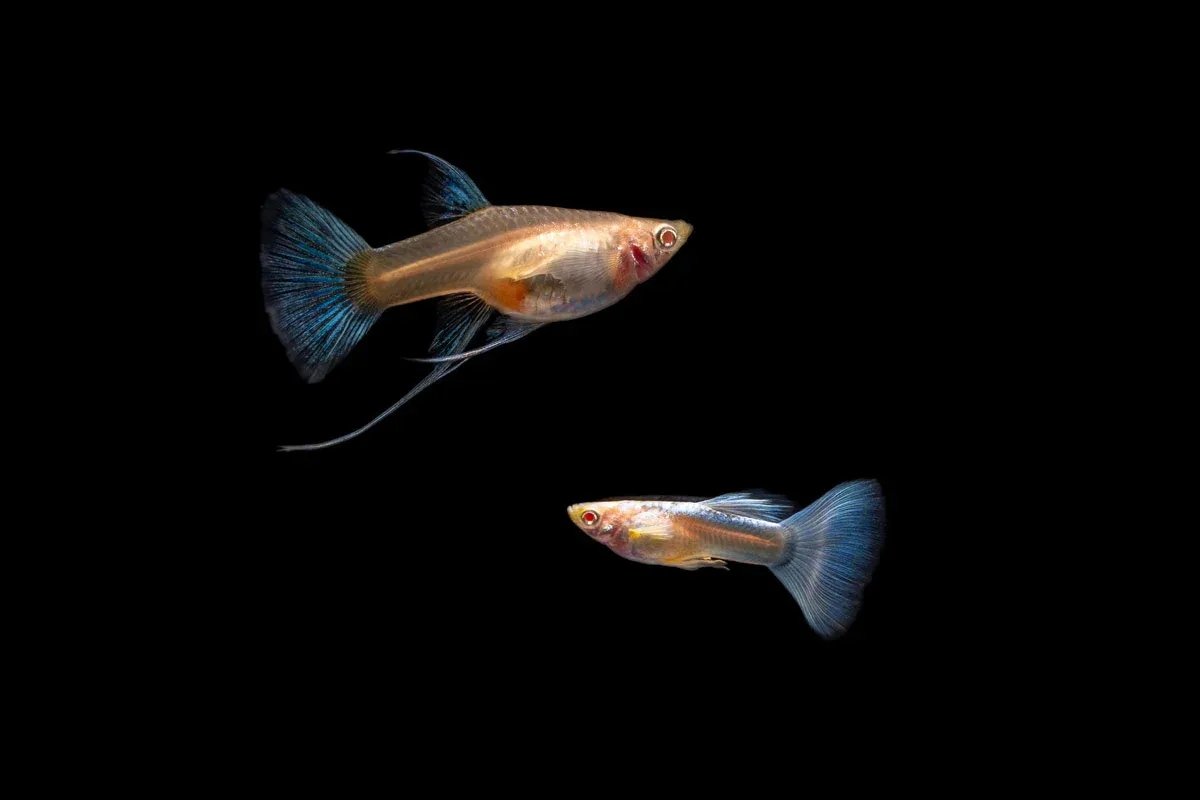 Blue Tuxedo Albino Guppies