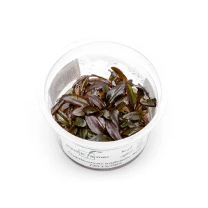 Cryptocoryne Undulatus Red Aquatic Farmer Tissue Culture