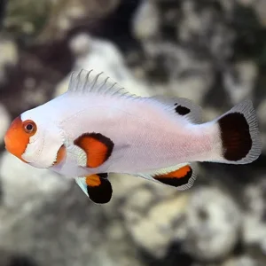 Captive-Bred Wyoming White Clownfish