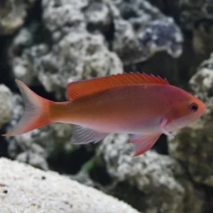 Red Fairy / kashiwae Anthias