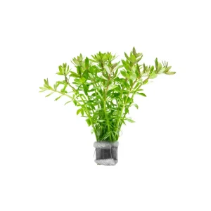 Limnophila Mini Vietnam