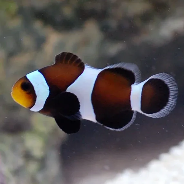 Captive-Bred Black & White Ocellaris Clownfish - Image 2
