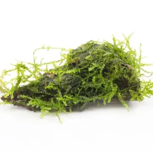 Java Moss on Driftwood