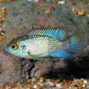 Blue Acara
