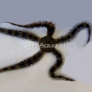 Brittle Sea Star, Banded