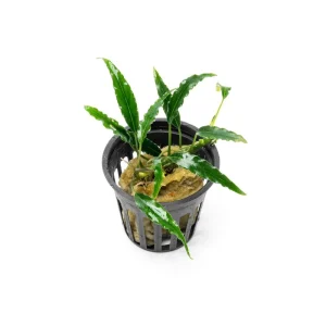 Schismatoglottis Roseospatha