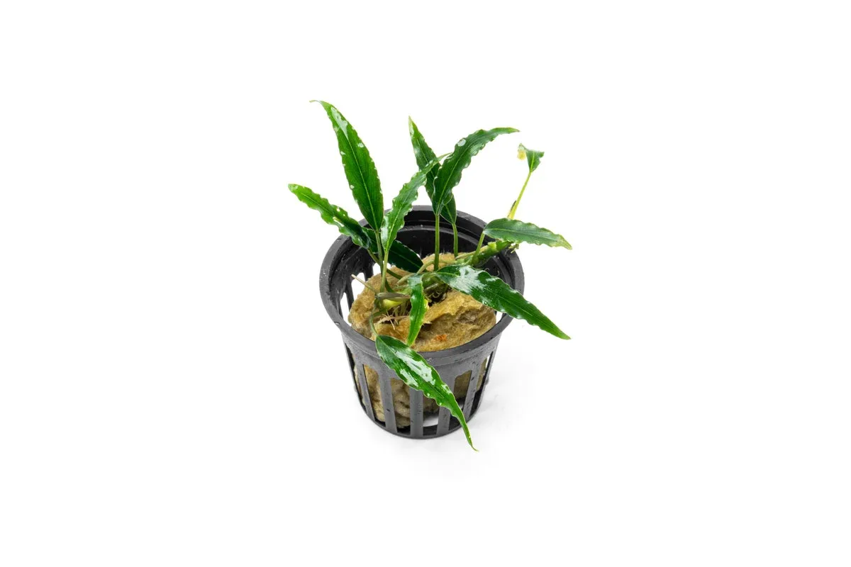 Schismatoglottis Roseospatha