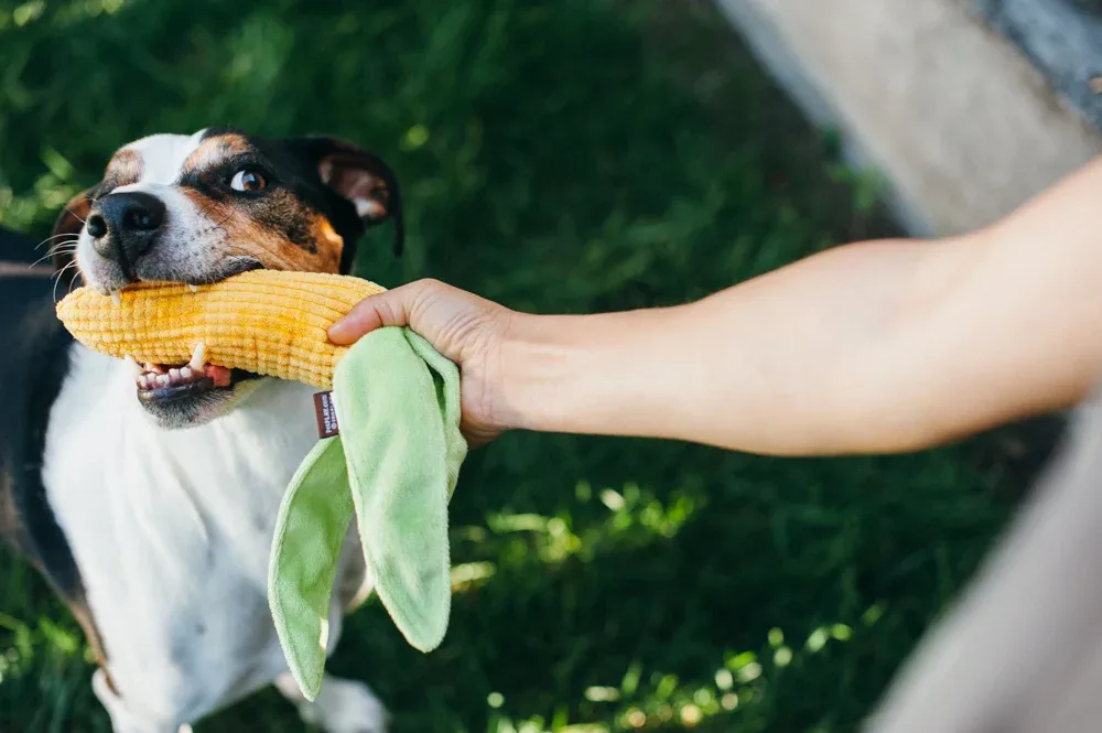 Farm Fresh Corn - Image 2