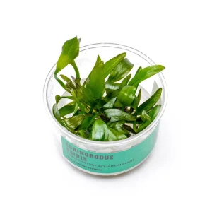 Echinodorus Osiris UNS Tissue Culture