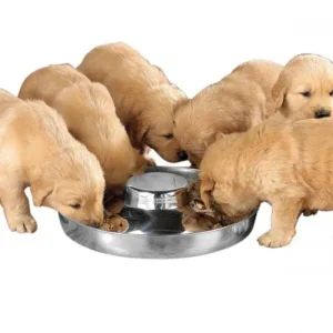 ProSelect Puppy Dish, 11 in Dog Bowl for Puppies and Small Dogs