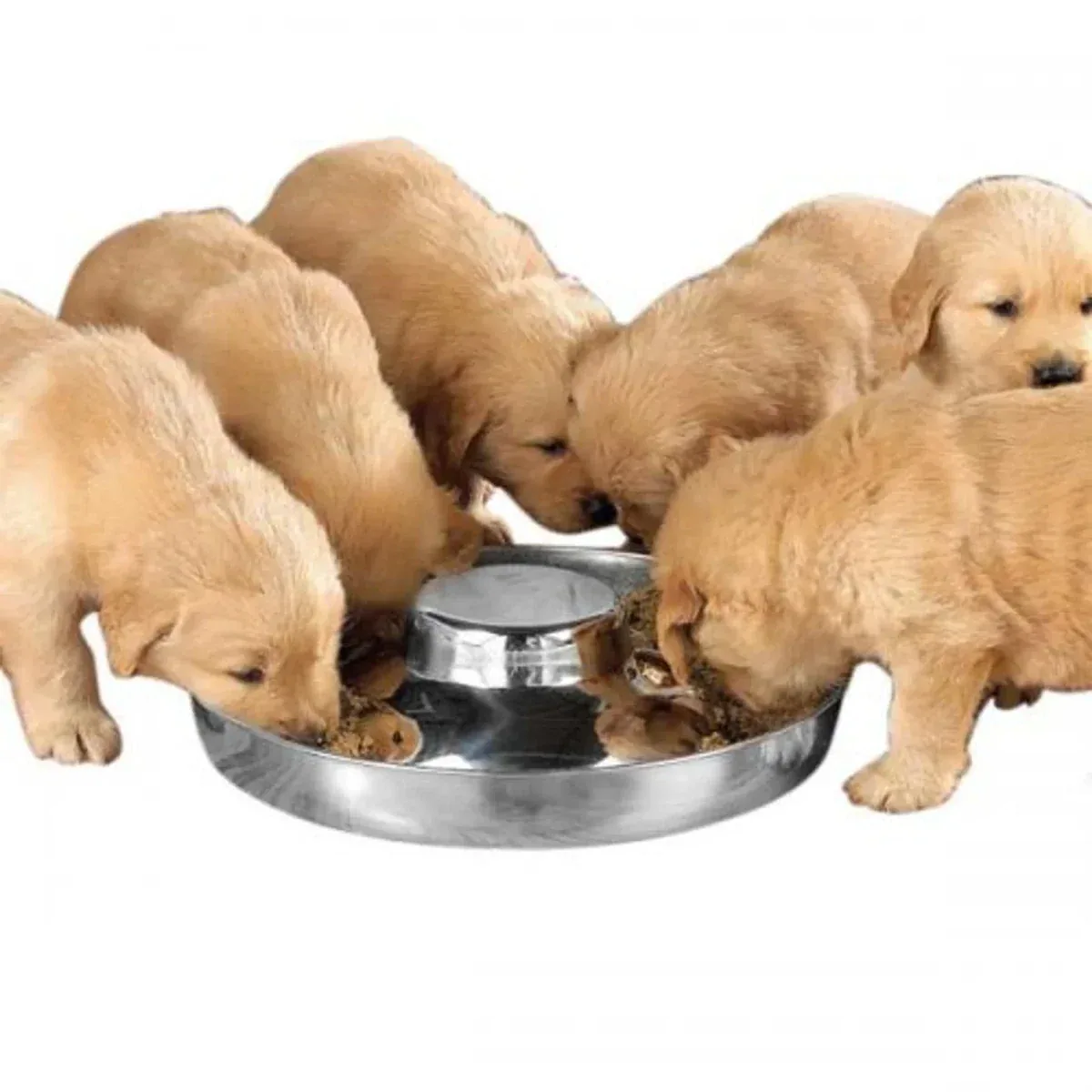 ProSelect Puppy Dish, 11 in Dog Bowl for Puppies and Small Dogs