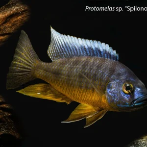Protomelas sp. "Spilonotus Tanzania"