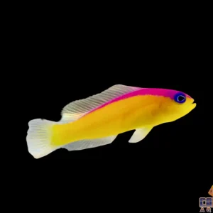 Pseudochromis - Diadema