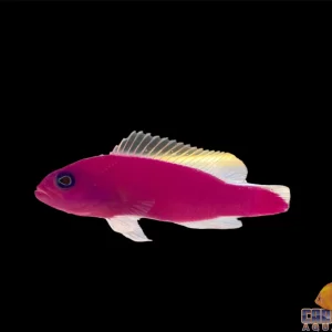 Pseudochromis - Strawberry