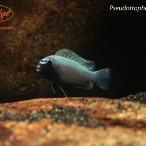 Pseudotropheus polit