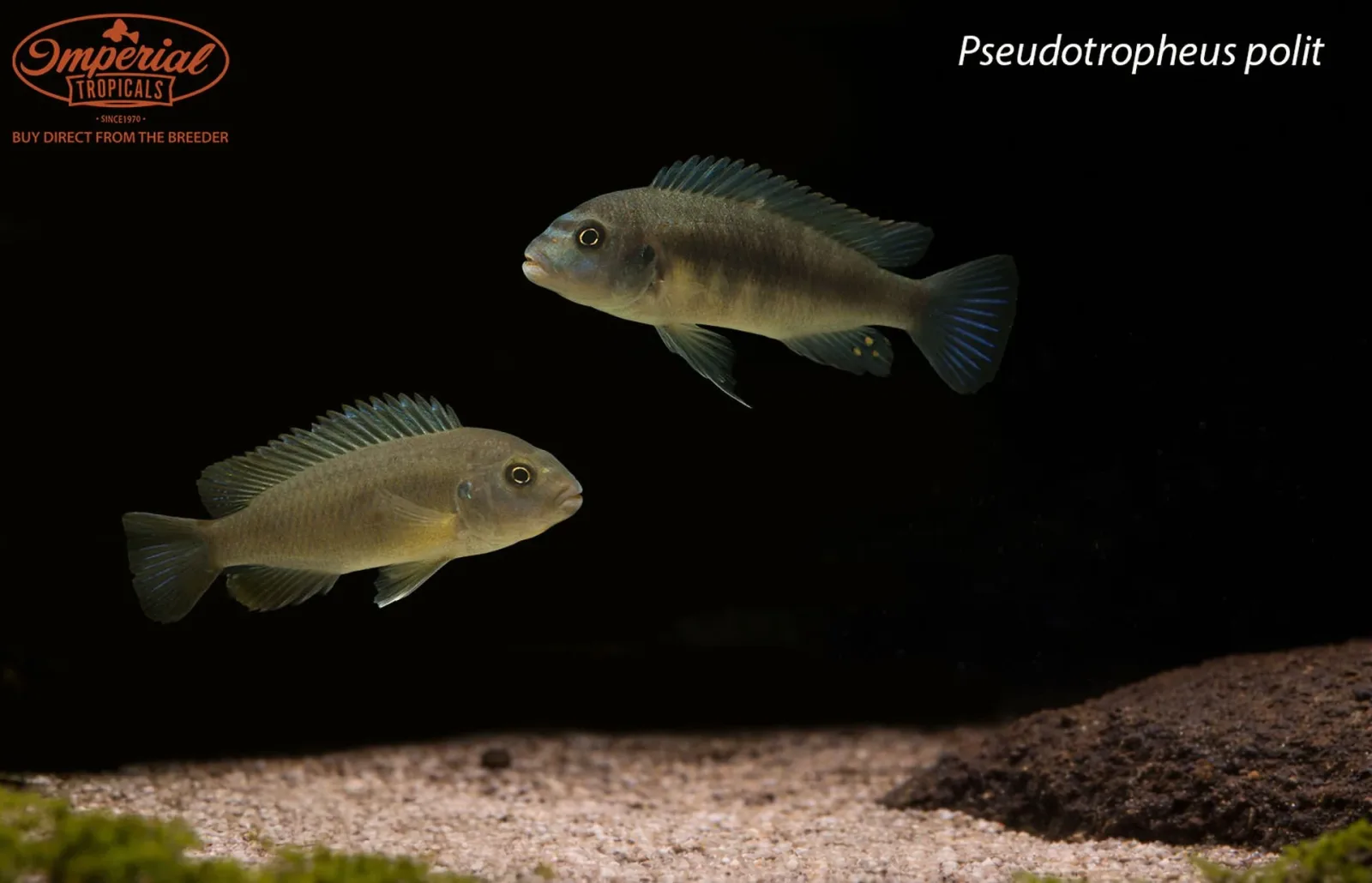 Pseudotropheus polit - Image 2