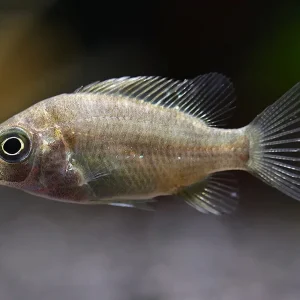 Ptychochromis grandidieri Cichlid – Locally Bred