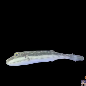 Puffer - Bandtail